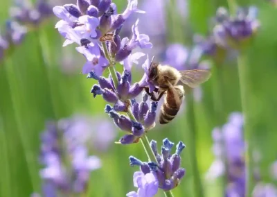 Lavender Bee biodiversity Freedom Farm