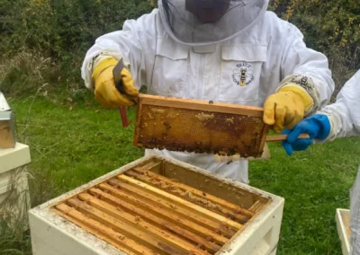 Honey bees at Freedom Farm West Suffolk