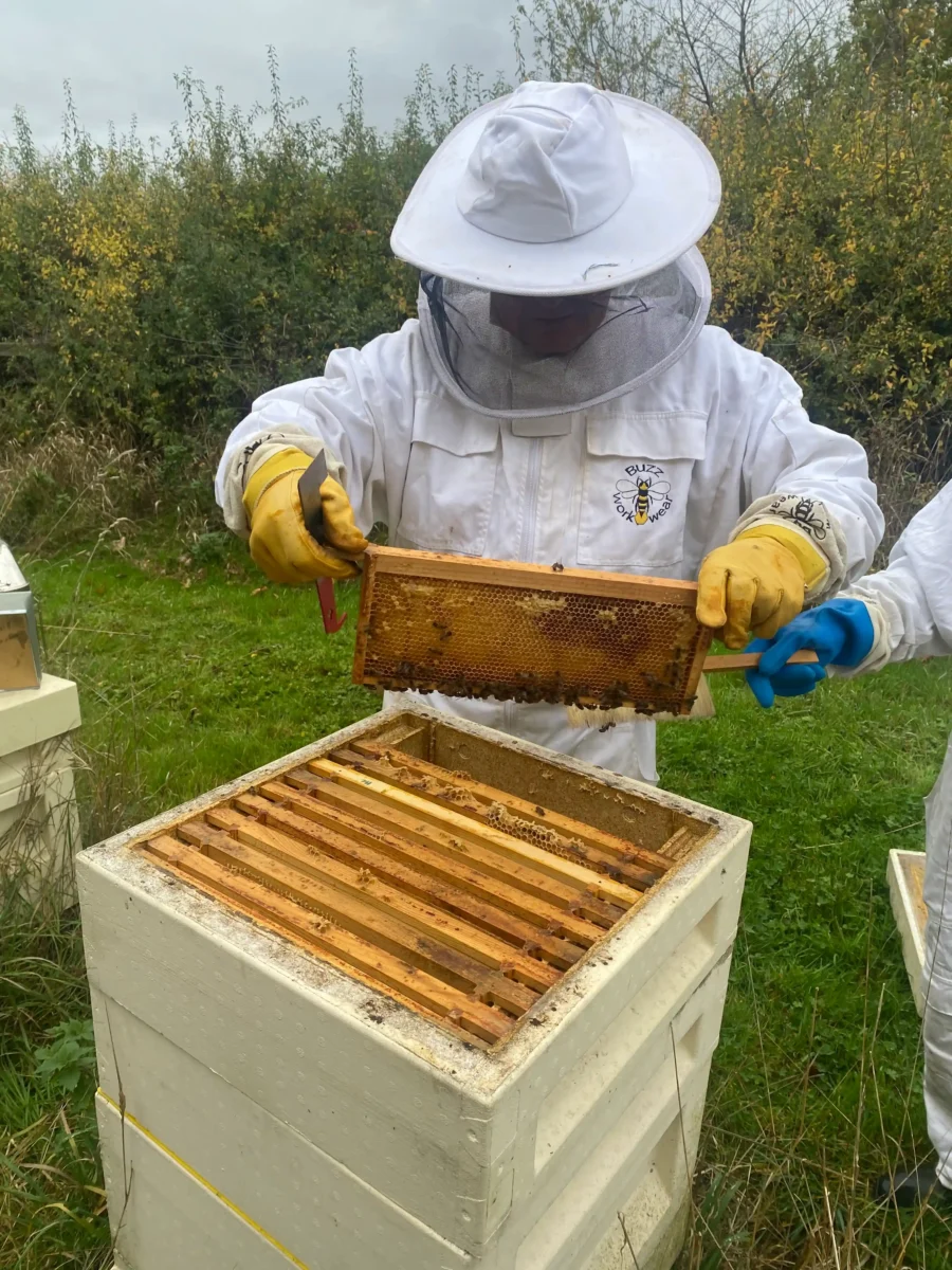 Honey bees at Freedom Farm West Suffolk