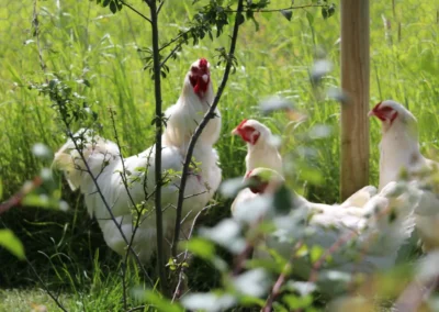 Chickens freedom farm