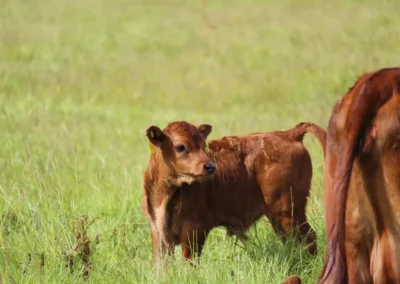 Dexter calf Freedom Farm