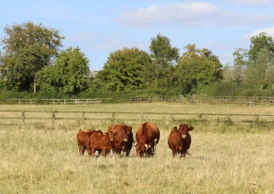 All in a row Dexter Cows Freedom Farm
