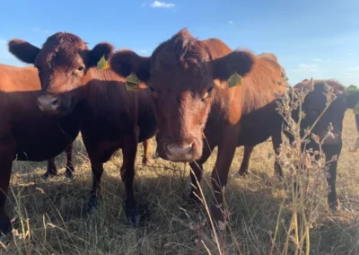 Up close and personal Dexter cows Freedom Farm