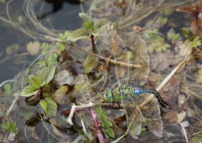 dragonfly at Freedom Farm biodiversity