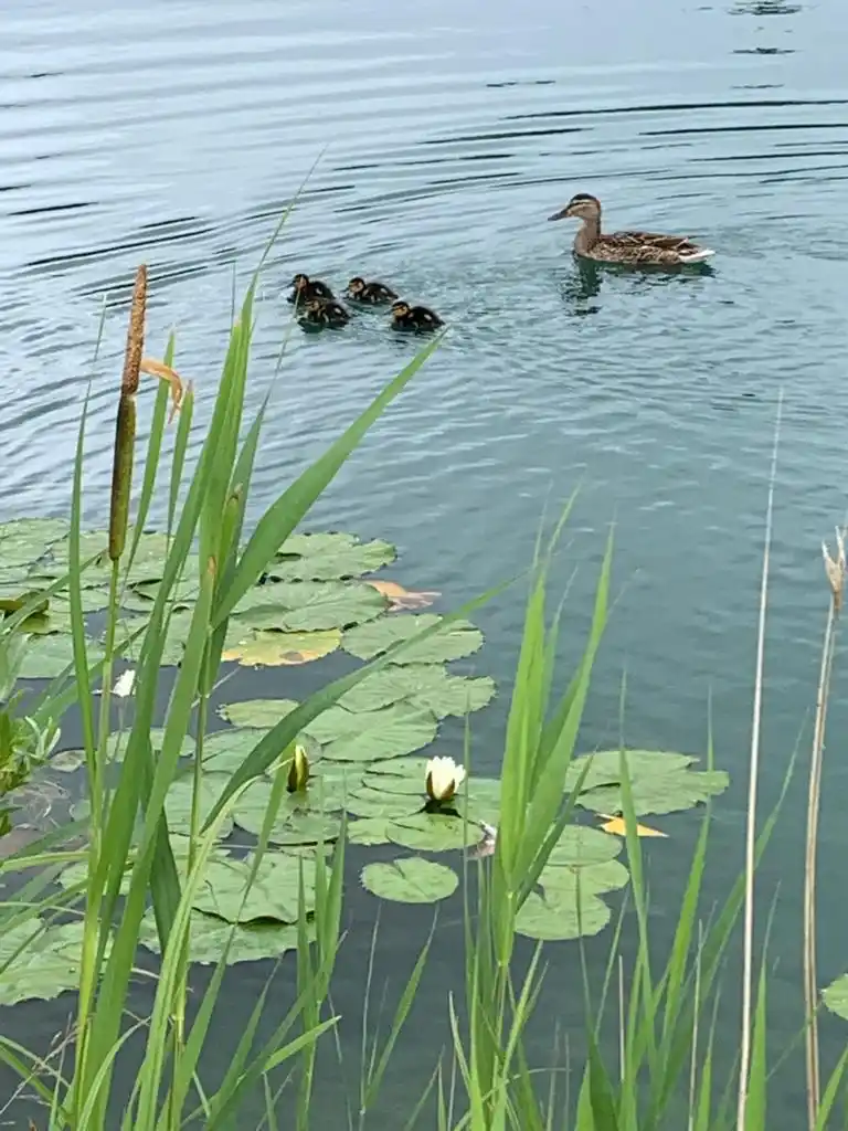 Ducklings at Freedom Farm