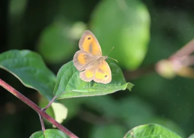 Gatekeeper Butterfly Freedom Farm