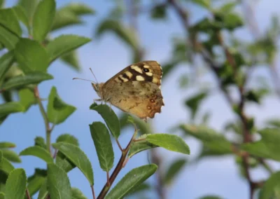 Grayling butterfly at Freedom Farm