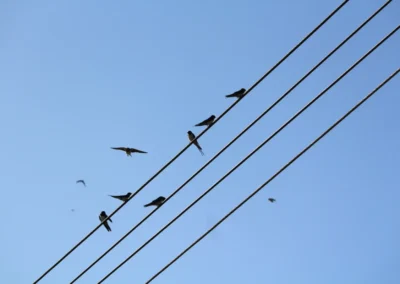 Swallows at Freedom Farm