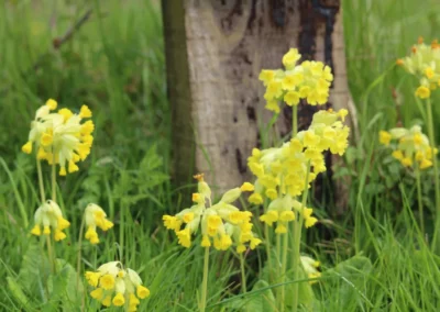 Wild flowers Freedom Farm cowslips