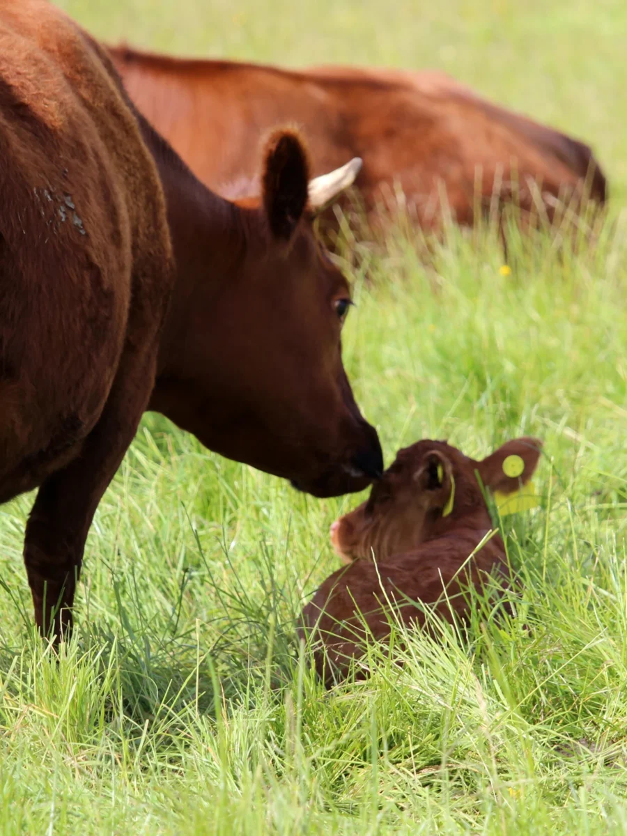 Dexter cow and calf at Freedom Farm