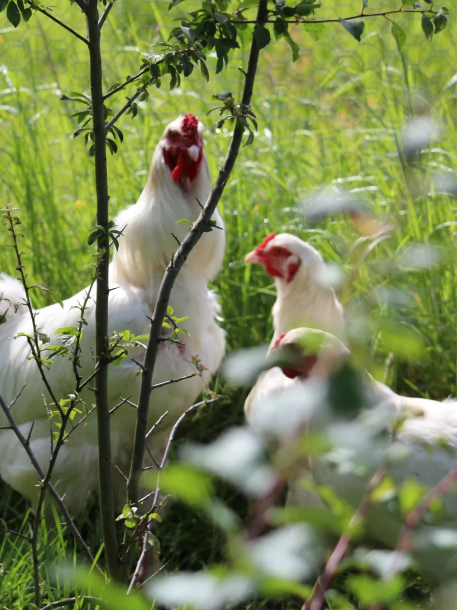 Freedom Farm Chickens
