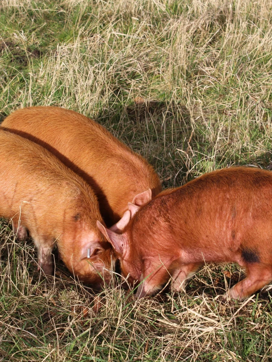 Piglets at Freedom Farm