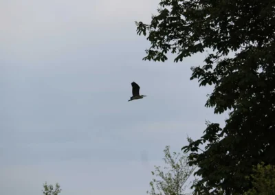 Heron at Freedom Farm in Suffolk