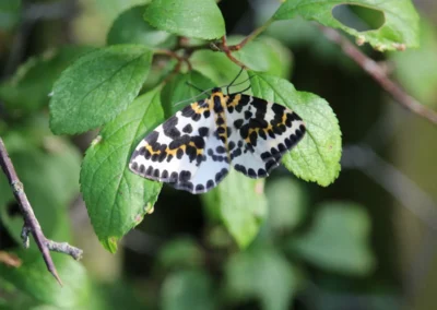 Magpie Moth at Freedom Farm