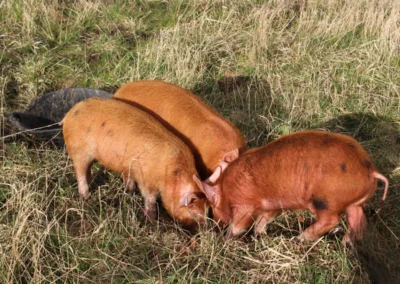Piglets at Freedom Farm