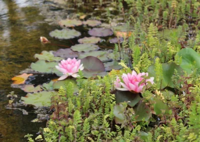 Pond Lillies at Freedom Farm