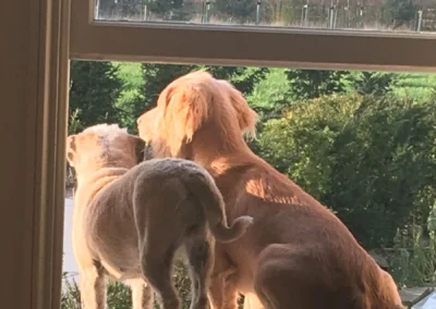 The dogs looking out of the window at Freedom Farm