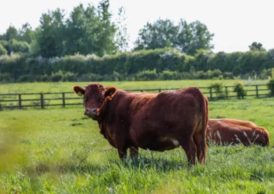 Dexter cows at Freedom Farm