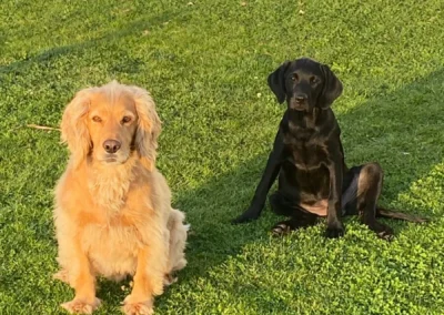 Dogs at Freedom Farm