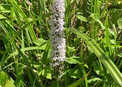 Wild Orchid at Freedom Farm in Suffolk